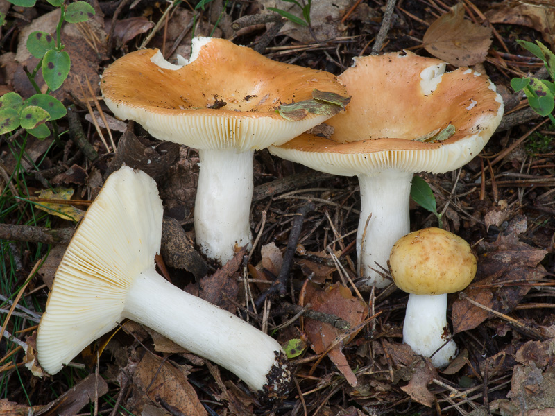 Russula fontqueri